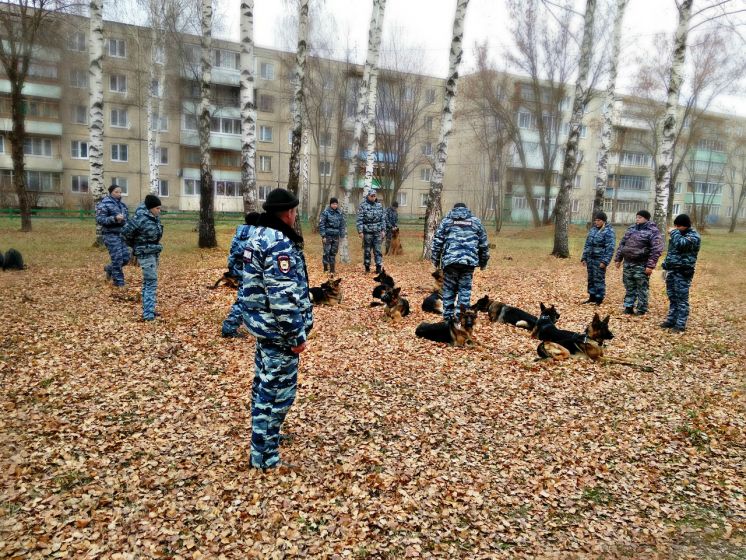 2 ноября практическое занятие на курсе Собаковод (Кинолог)