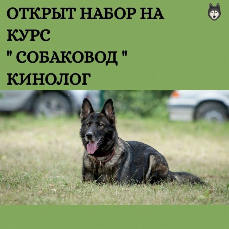 Курсы Собаковод (Кинолог) с присвоением квалификации «Собаковод 3 разряда»