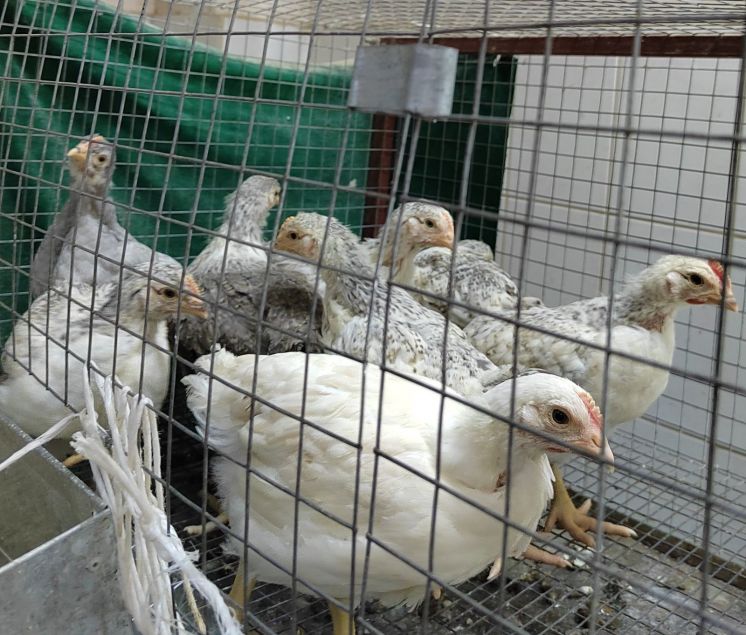 Из цыплят в курицу